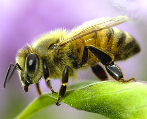 Why are Bees swarming my propane tank?