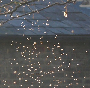 Why are insects flying around my propane tank?